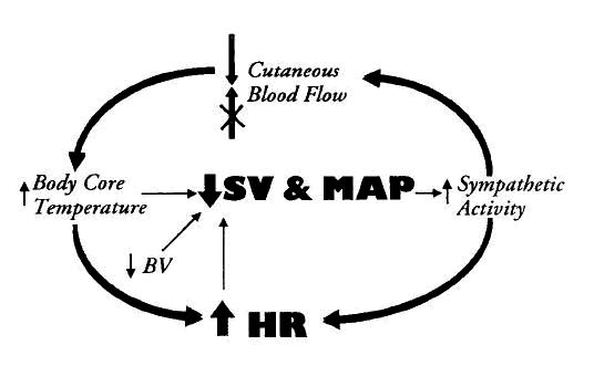 Bʮɪߦ޴`(Cardiovascular Drift)