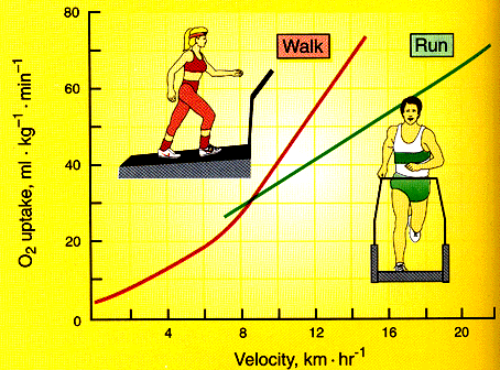 走路與跑步時的能量消耗差異