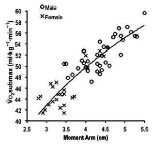 BʥͲzgT323 ]B⪺Achilles Tendon Moment Arm