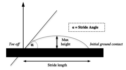 運動生理週訊第366期 跑步的步幅角度 (stride angle)