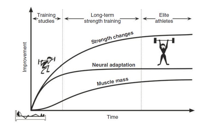 肌肉質量 (muscle quality) 的老化