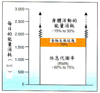 每日能量消耗
